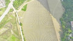 凭祥：甘蔗机械化种植 降本增效促丰收